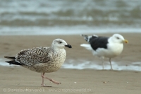 Čajka morská - Larus marinus - Great Black-backed Gull