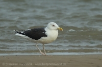Čajka morská - Larus marinus - Great Black-backed Gull