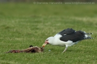 Čajka morská - Larus marinus - Great Black-backed Gull