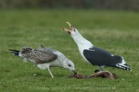 Čajka morská - Larus marinus - Great Black-backed Gull