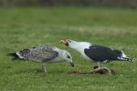 Čajka morská - Larus marinus - Great Black-backed Gull