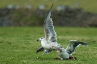 Čajka morská - Larus marinus - Great Black-backed Gull