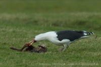 Čajka morská - Larus marinus - Great Black-backed Gull