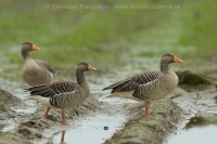 Hus divá - Anser anser - Greylag Goose