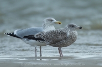 Čajka striebristá - Larus argentatus - Herring Gull