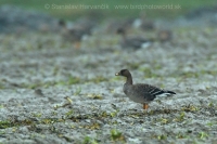 Hus siatinná - Anser fabalis - Bean Goose