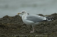 Čajka striebristá - Larus argentatus - Herring Gull