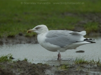 Čajka striebristá - Larus argentatus - Herring Gull
