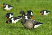 Bernikla tmavá - Branta bernicla - Brent Goose