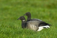 Bernikla tmavá - Branta bernicla - Brent Goose