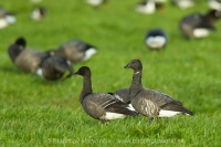 Bernikla tmavá - Branta bernicla - Brent Goose