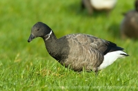 Bernikla tmavá - Branta bernicla - Brent Goose