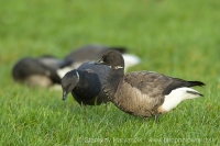 Bernikla tmavá - Branta bernicla - Brent Goose