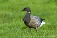 Bernikla tmavá - Branta bernicla - Brent Goose