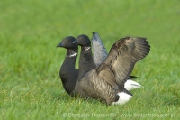 Bernikla tmavá - Branta bernicla - Brent Goose