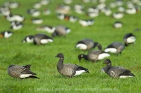 Bernikla tmavá - Branta bernicla - Brent Goose