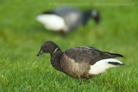 Bernikla tmavá - Branta bernicla - Brent Goose