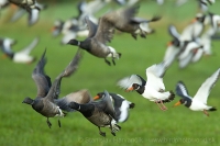Bernikla tmavá - Branta bernicla - Brent Goose