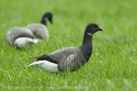 Bernikla tmavá - Branta bernicla - Brent Goose