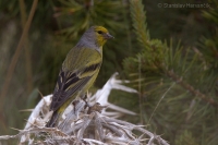 Stehlík citrónový - Citril Finch