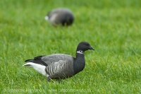 Bernikla tmavá - Branta bernicla - Brent Goose
