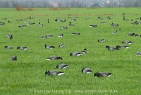 Bernikla tmavá - Branta bernicla - Brent Goose