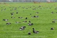 Bernikla tmavá - Branta bernicla - Brent Goose