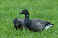 Bernikla tmavá - Branta bernicla - Brent Goose