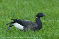 Bernikla tmavá - Branta bernicla - Brent Goose