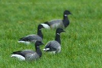 Bernikla tmavá - Branta bernicla - Brent Goose