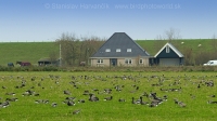 Bernikla tmavá - Branta bernicla - Brent Goose