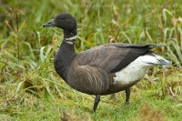 Bernikla tmavá - Branta bernicla - Brent Goose