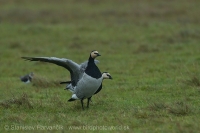 Bernikla bielolíca - Branta leucopsis - Barnacle Goose