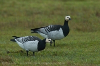 Bernikla bielolíca - Branta leucopsis - Barnacle Goose