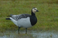 Bernikla bielolíca - Branta leucopsis - Barnacle Goose