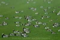 Bernikla bielolíca - Branta leucopsis - Barnacle Goose