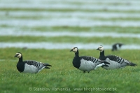 Bernikla bielolíca - Branta leucopsis - Barnacle Goose