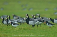 Bernikla bielolíca - Branta leucopsis - Barnacle Goose