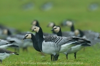 Bernikla bielolíca - Branta leucopsis - Barnacle Goose