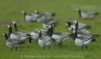 Bernikla bielolíca - Branta leucopsis - Barnacle Goose
