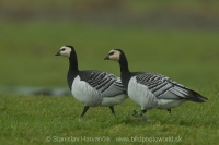Bernikla bielolíca - Branta leucopsis - Barnacle Goose