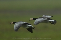 Bernikla bielolíca - Branta leucopsis - Barnacle Goose