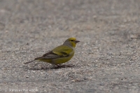 Stehlík citrónový - Citril Finch