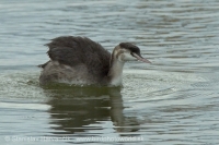 Potápka chochlatá - Podiceps cristatus - Great Crested Grebe