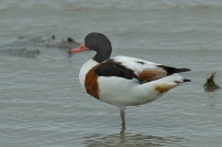 Húska pestrá - Tadorna tadorna - Shelduck