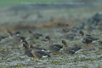 Hus bieločelá - Anser albifrons - Greater White-fronted Goose and Hus siatinná - Anser fabalis - Bean Goose 