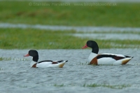 Húska pestrá - Tadorna tadorna - Shelduck