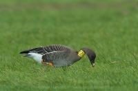 Hus siatinná - Anser fabalis - Bean Goose