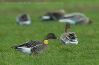 Hus siatinná - Anser fabalis - Bean Goose