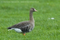 Hus bieločelá - Anser albifrons - Greater White-fronted Goose